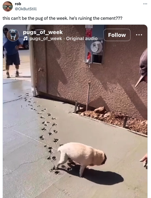 pug - rob this can't be the pug of the week. he's ruining the cement??? pugs_of_week pugs_of_week Original audio