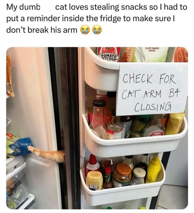 check for cat arm before closing - My dumb cat loves stealing snacks so I had to put a reminder inside the fridge to make sure I don't break his arm Tomato Tchup Soy Powered Proten Check For Cat Arm Ba Closing
