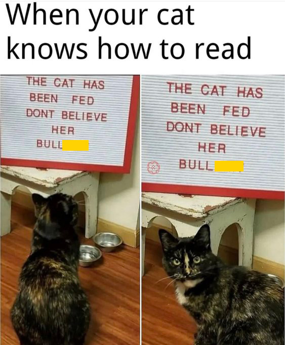 your cat knows how to read - When your cat knows how to read The Cat Has The Cat Has Been Fed Been Fed Dont Believe Dont Believe Her Her Bull Bull