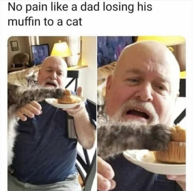 eating - No pain a dad losing his muffin to a cat