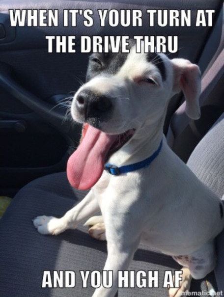 companion dog - When It'S Your Turn At The Drive Thru And You High Af mematicnet