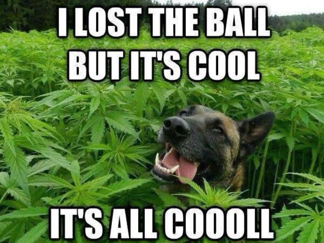 lost the ball but it's cool - I Lost The Ball But It'S Cool It'S All Coooll