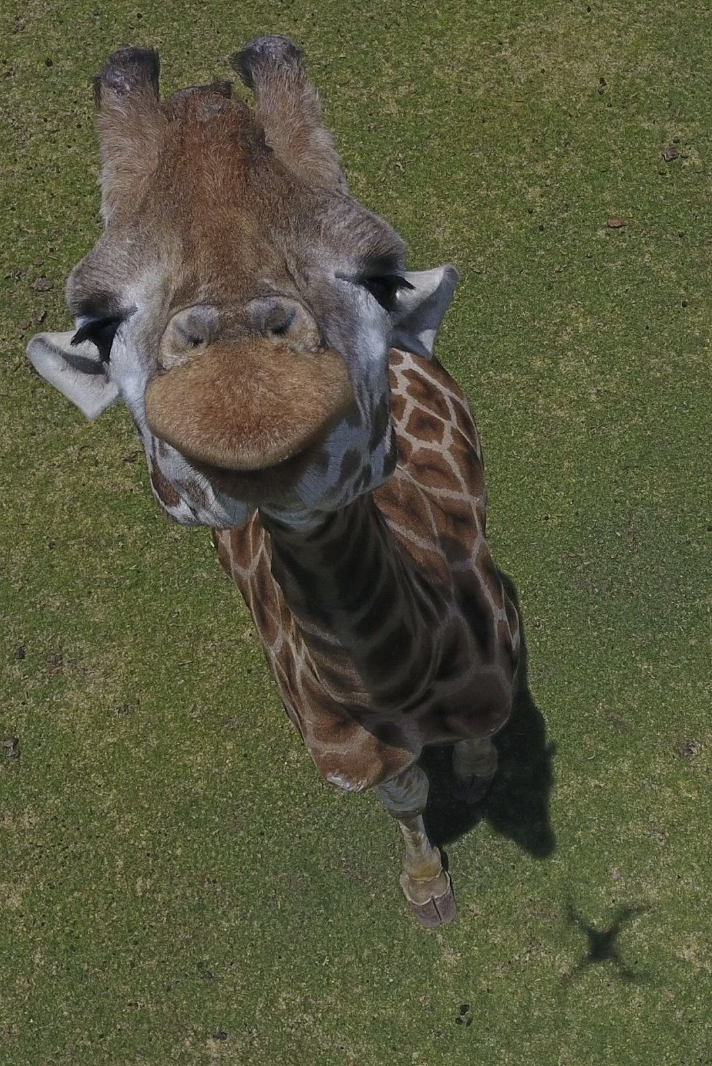 Giraffe and a drone.