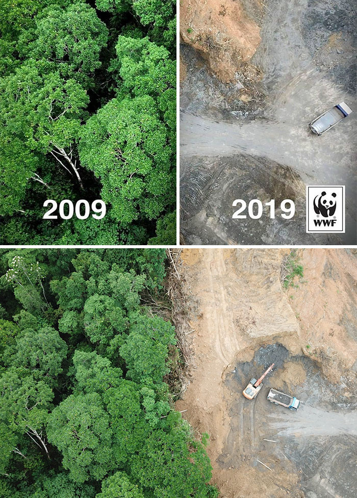 earth deforestation - 2009 2019 Wwf