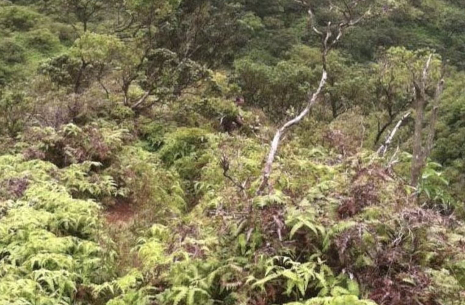 A kid went missing hiking on a spot on the Big Island of Hawaii. He texted some pictures of the scenery while he was hiking. After he never showed up at home, his family noticed somebody lurking in bushes in the photos he sent. (It’s a head in the very middle.)