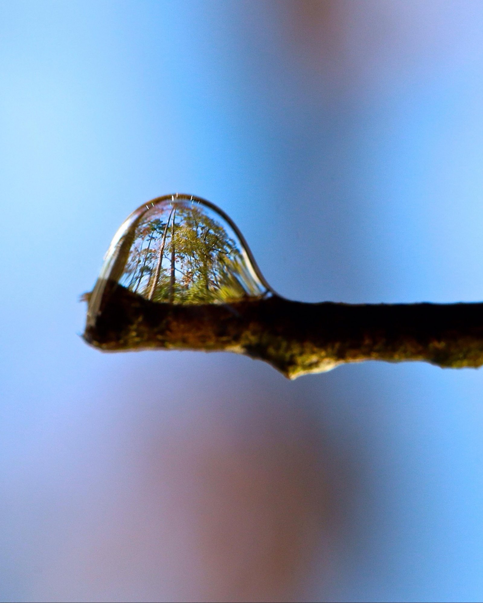 trees reflected in a water droplet