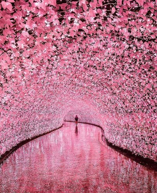 cherry tunnel in japan