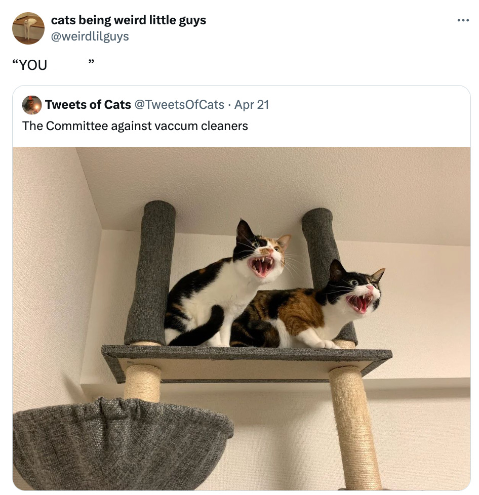 domestic short-haired cat - cats being weird little guys