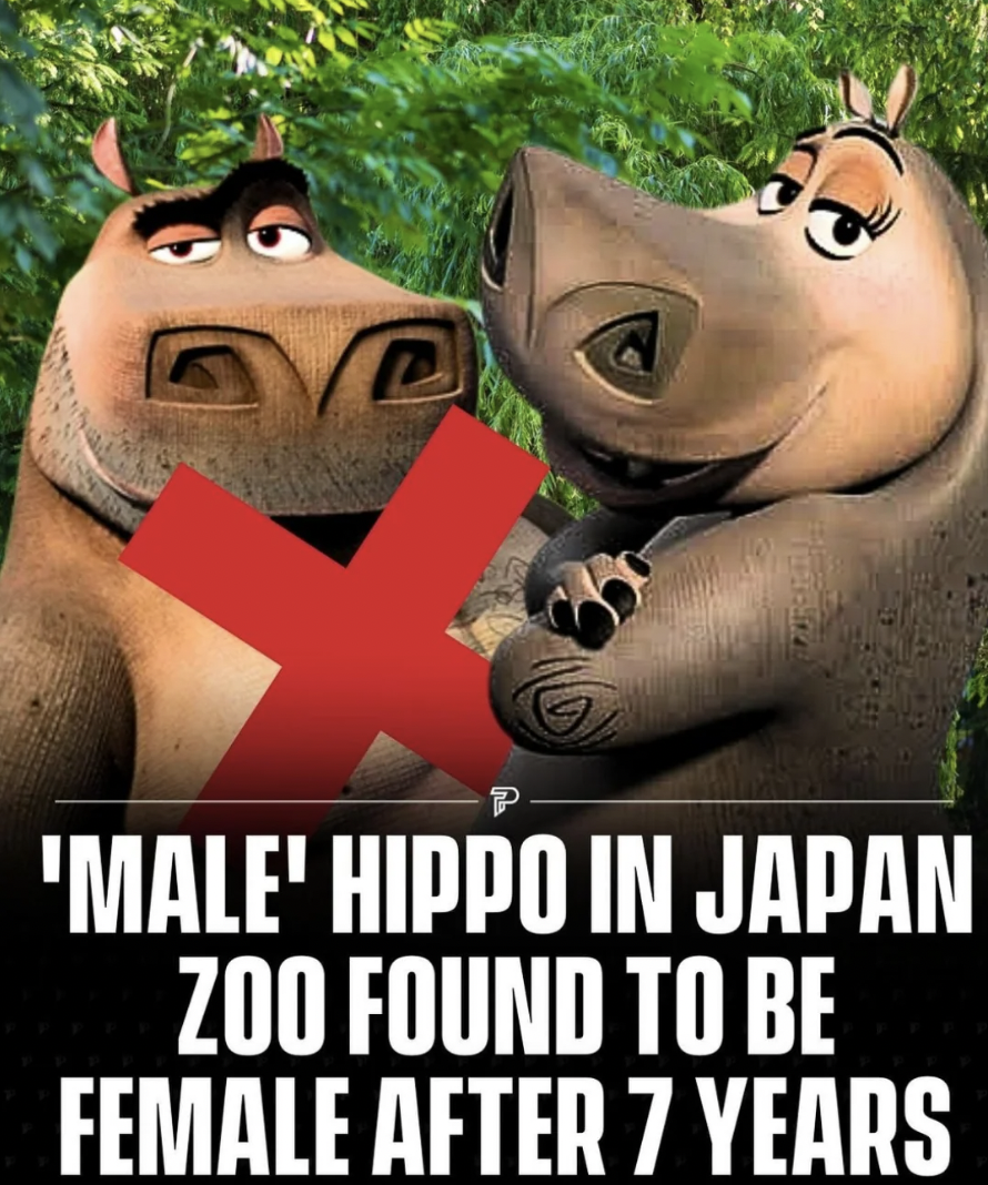 cartoon - 'Male' Hippo In Japan Zoo Found To Be Female After 7 Years
