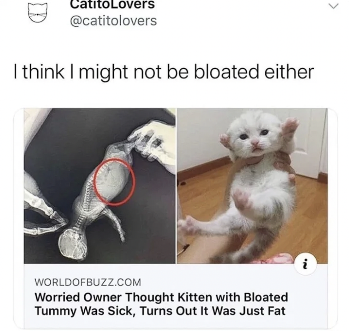 kitten - CatitoLovers I think I might not be bloated either Worldofbuzz.Com Worried Owner Thought Kitten with Bloated Tummy Was Sick, Turns Out It Was Just Fat i
