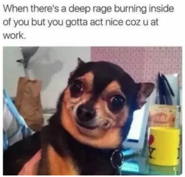 chihuahua - When there's a deep rage burning inside of you but you gotta act nice coz u at work.