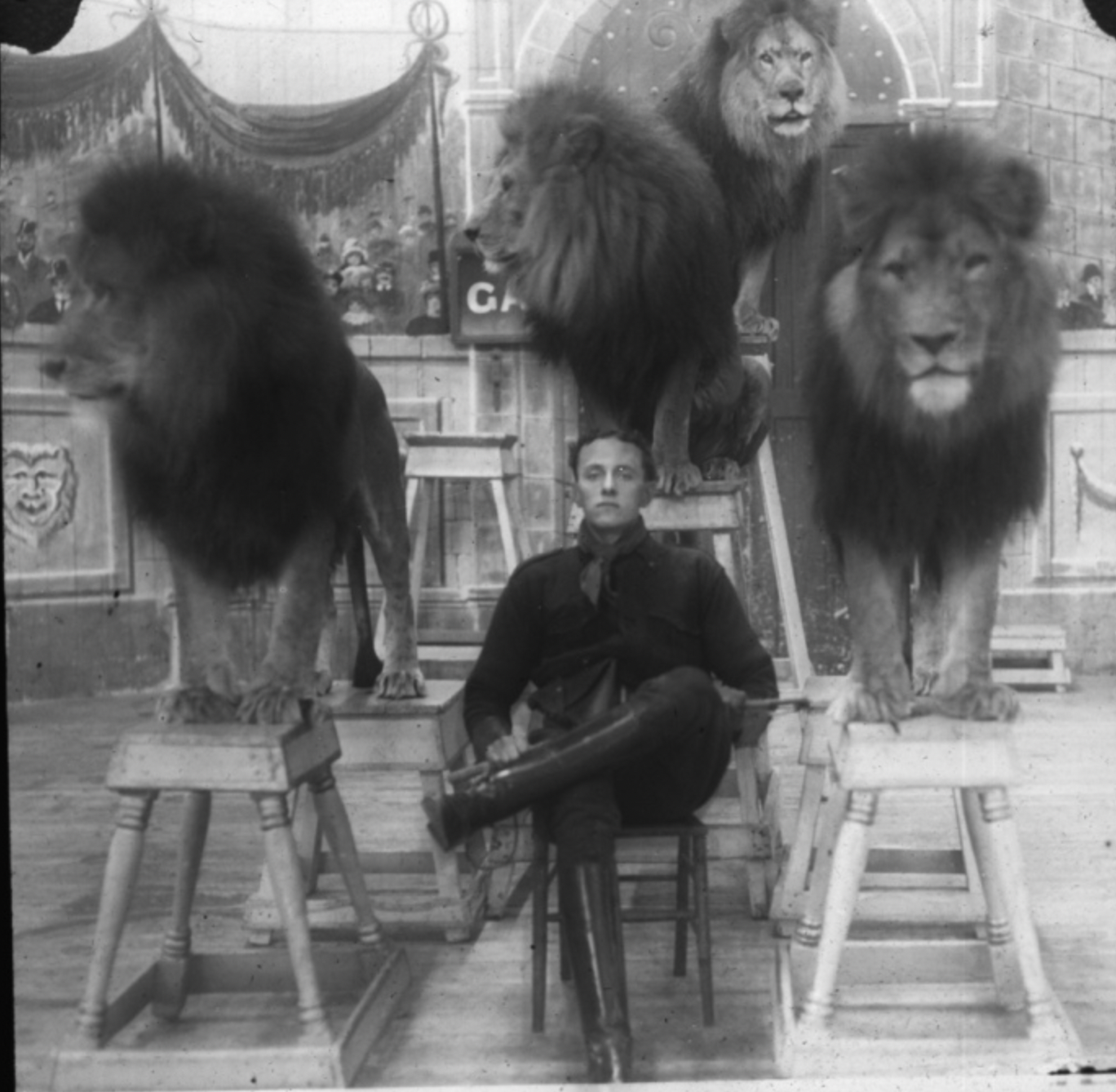 lion for circus 1930 - Ga