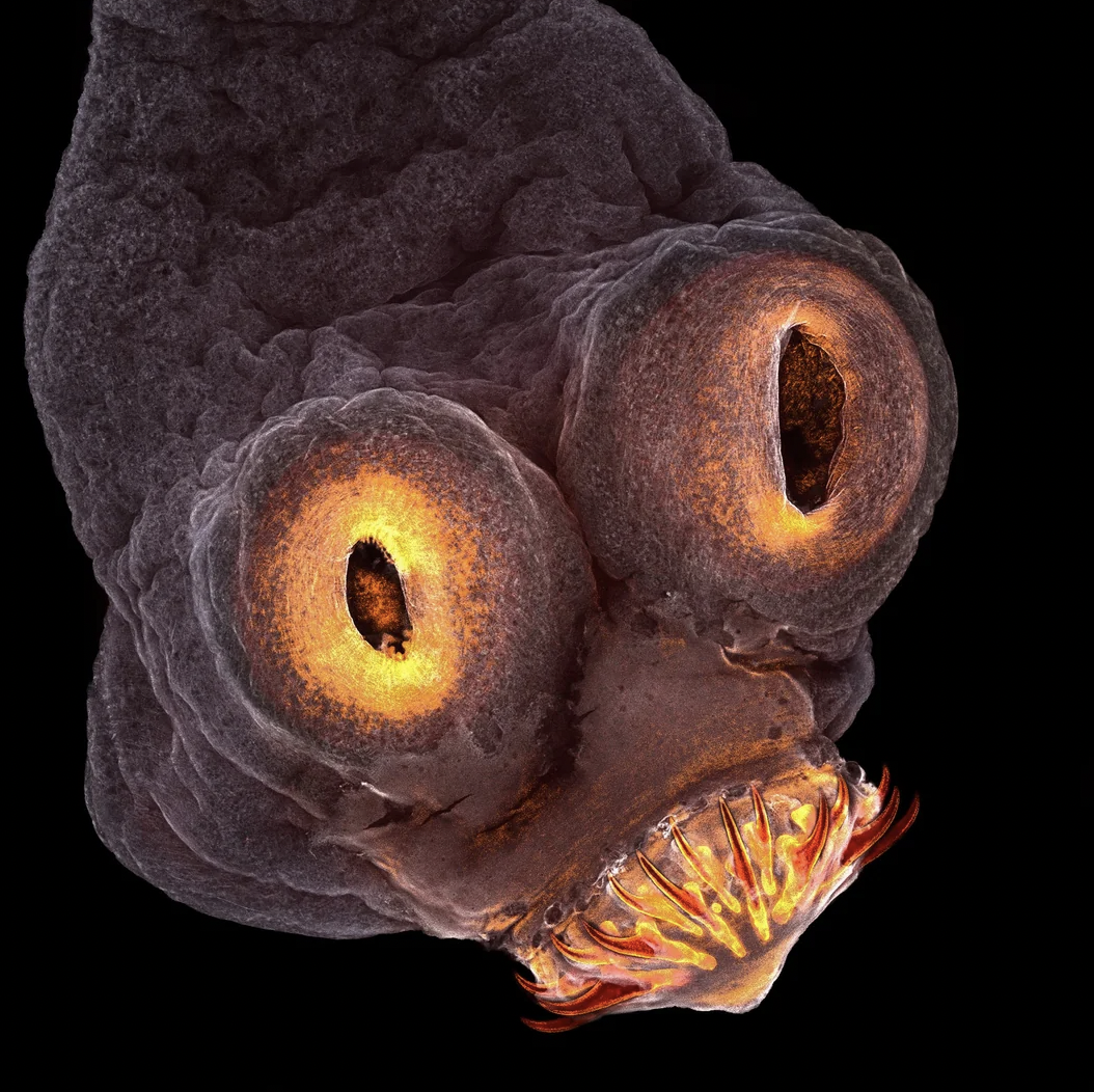 tapeworm mouth