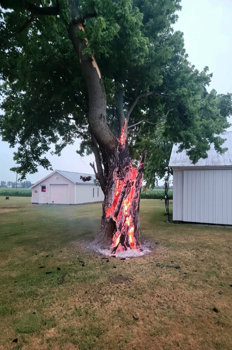 tree after lightning