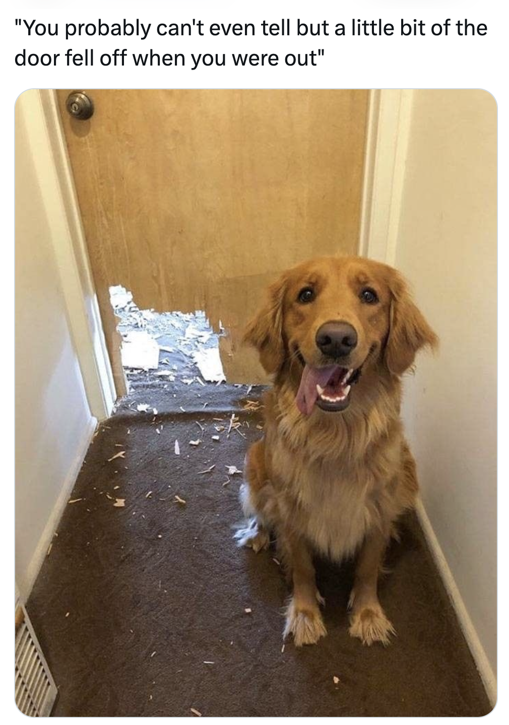 golden retriever - "You probably can't even tell but a little bit of the door fell off when you were out"