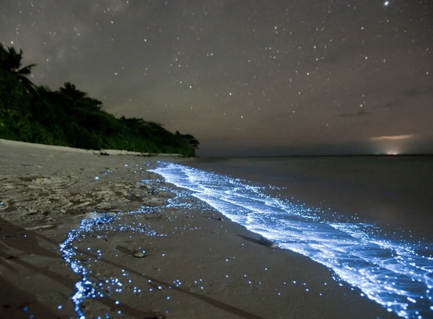 bioluminescence arabian sea