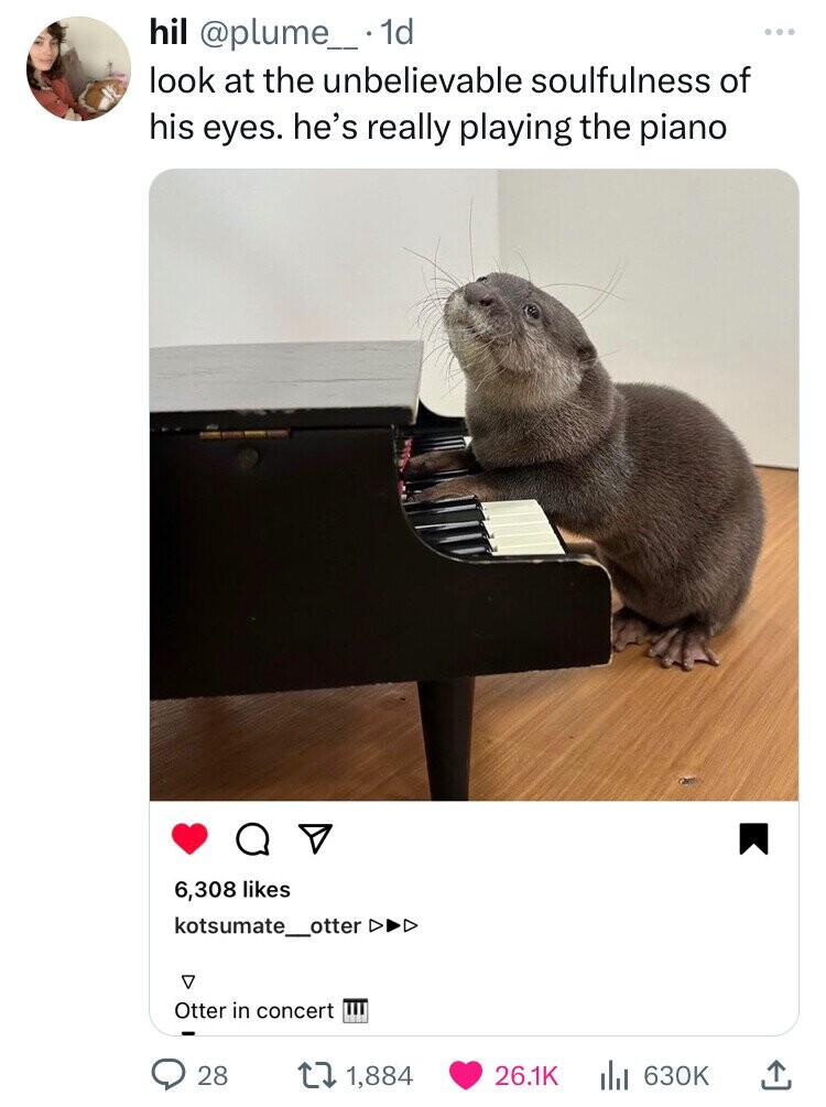 fur seal - hil 1d look at the unbelievable soulfulness of his eyes. he's really playing the piano 6,308 kotsumate_otter D Otter in concert 28 1,884