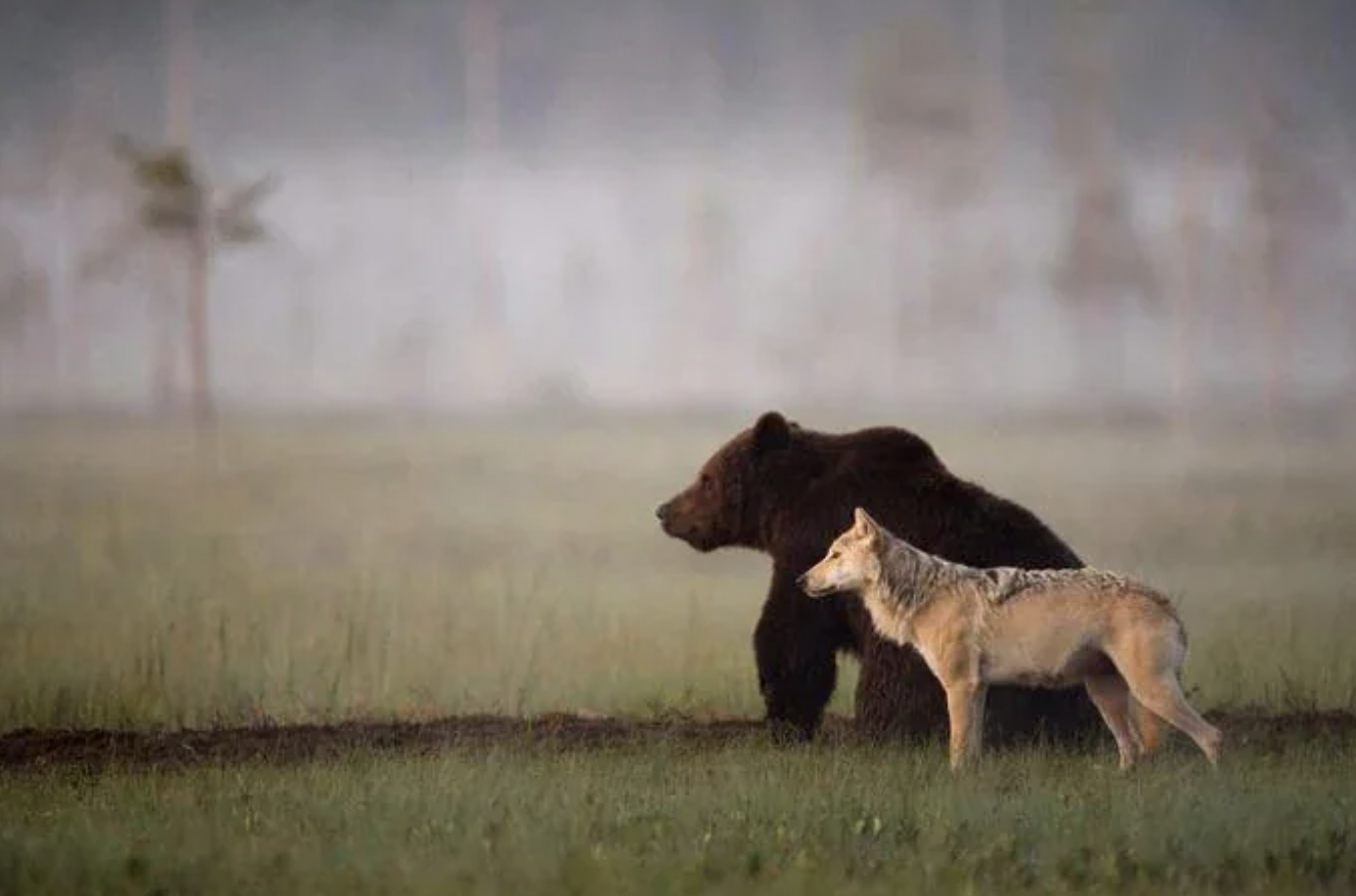 finnish photographer bear and wolf