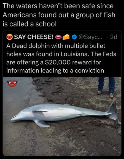 Dolphin - The waters haven't been safe since Americans found out a group of fish is called a school Say Cheese! ... 2d A Dead dolphin with multiple bullet holes was found in Louisiana. The Feds are offering a $20,000 reward for information leading to a co
