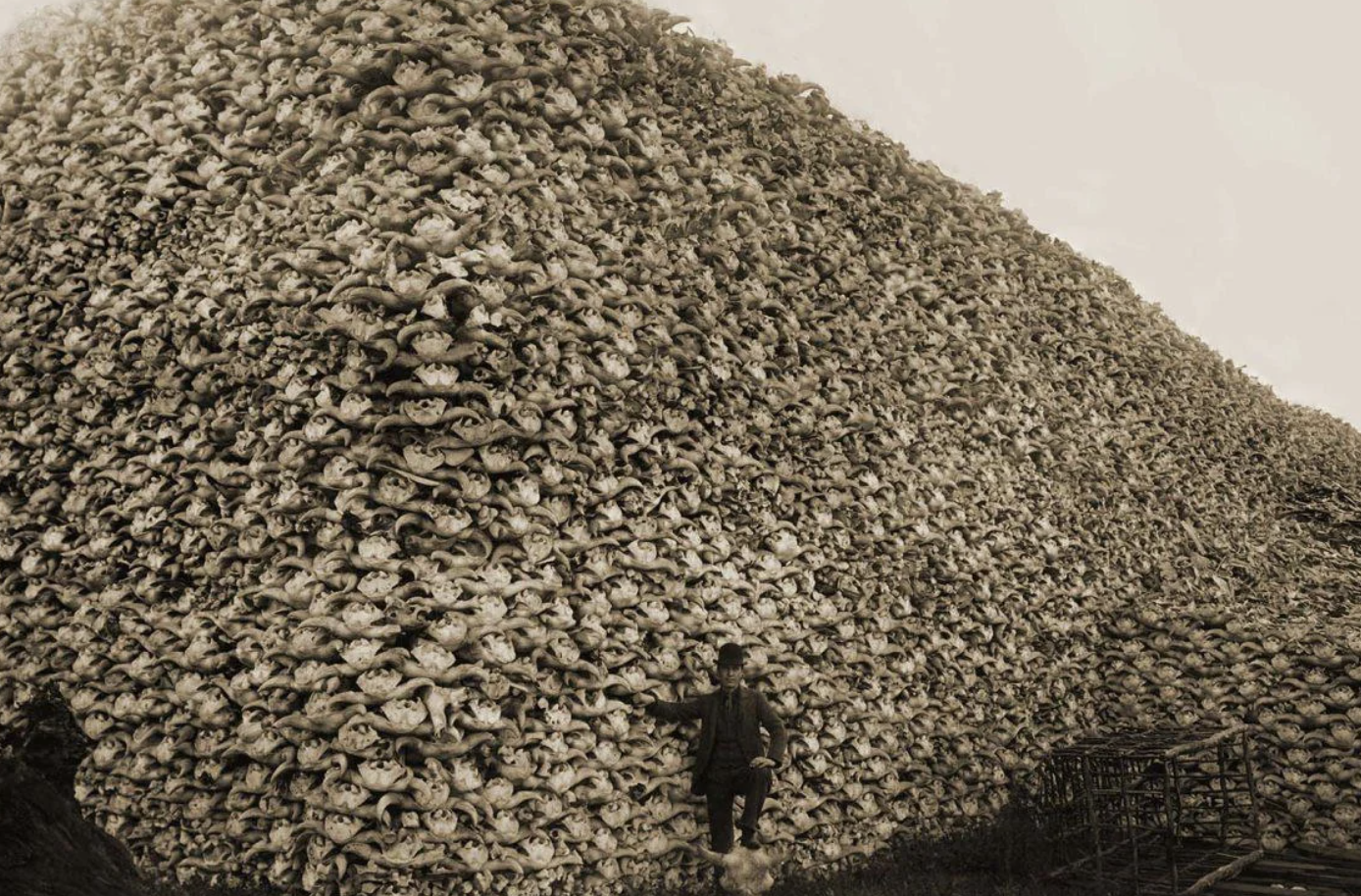 pile of buffalo skulls