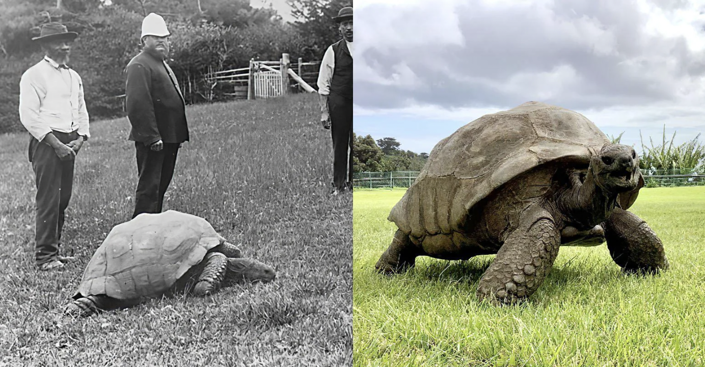 longest living tortoise