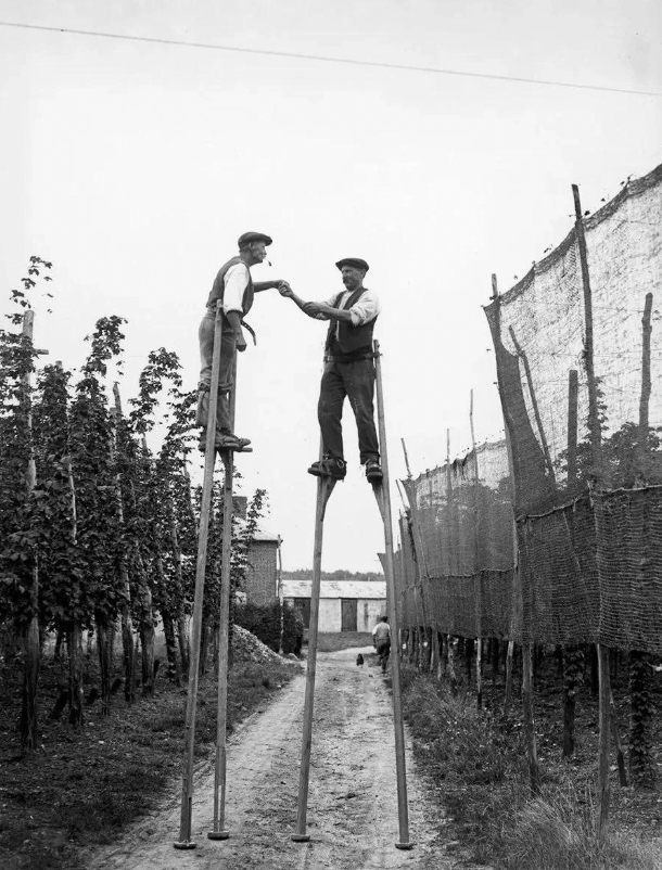 hop picking kent