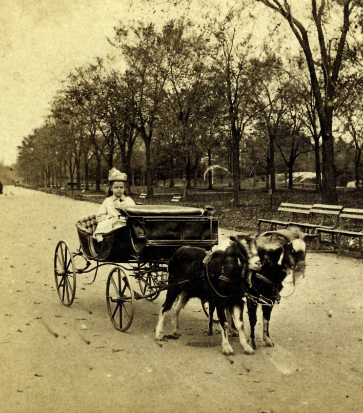 central park goat carriage