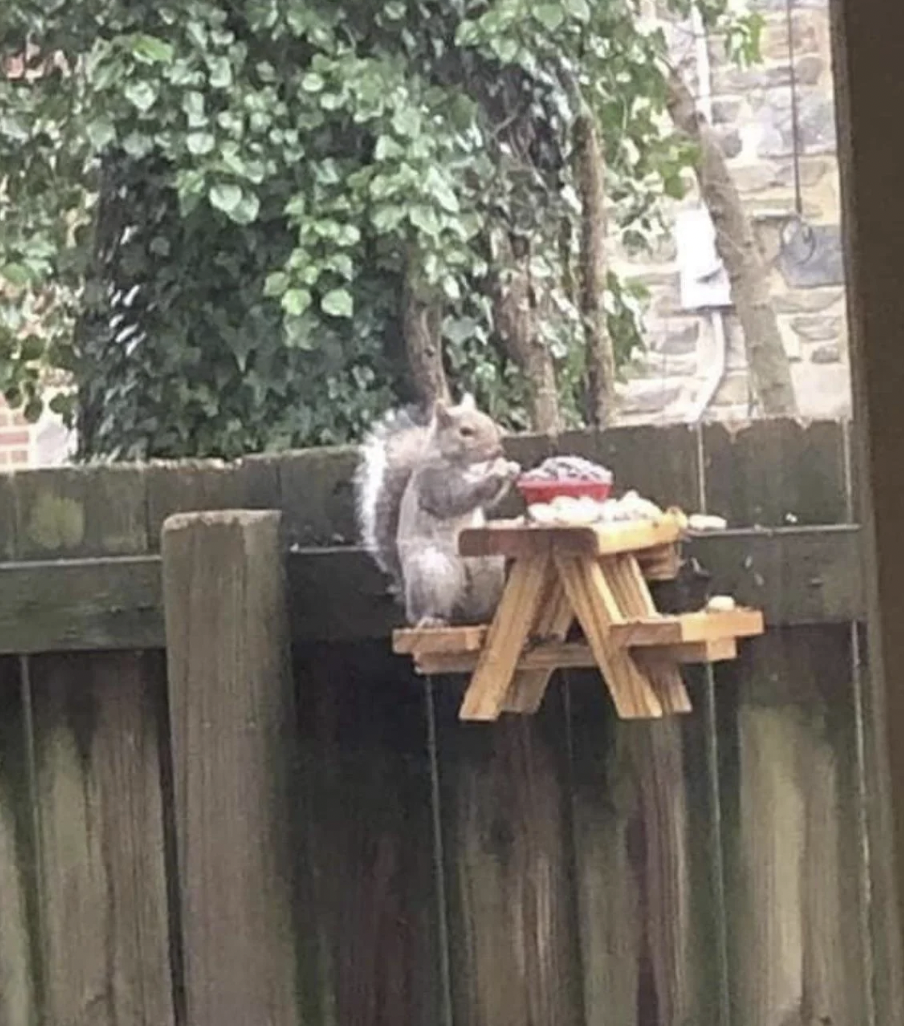 tiny picnic table for squirrels
