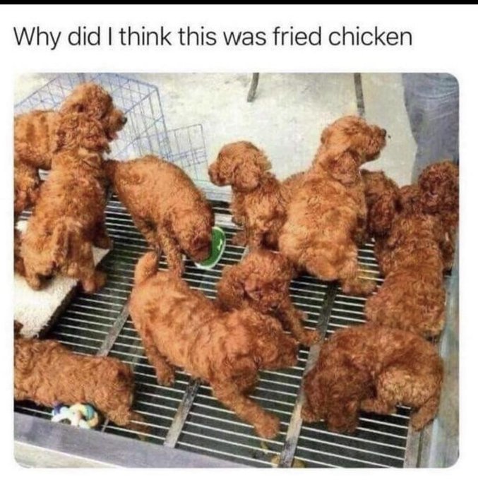 fried chicken dog - Why did I think this was fried chicken