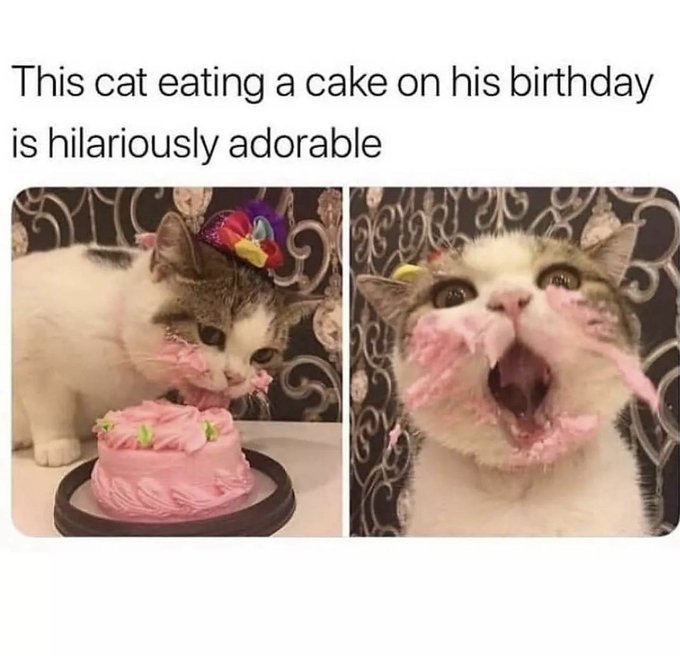 cat eating wholesome meme - This cat eating a cake on his birthday is hilariously adorable