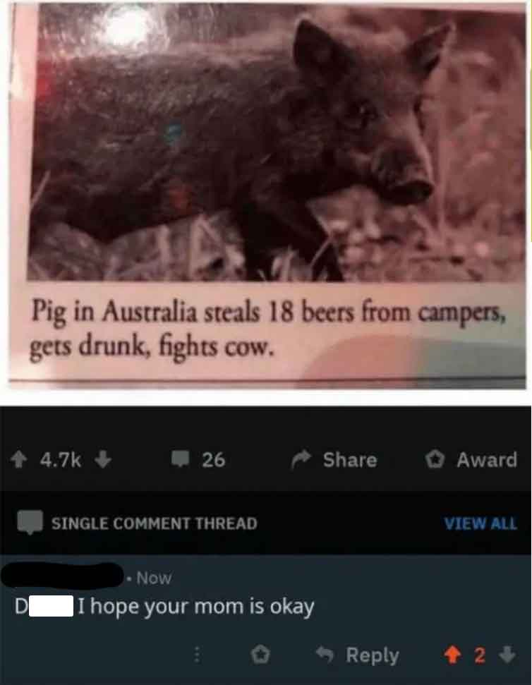 screenshot - Pig in Australia steals 18 beers from campers, gets drunk, fights cow. 26 Award Single Comment Thread Now | I hope your mom is okay View All 42>