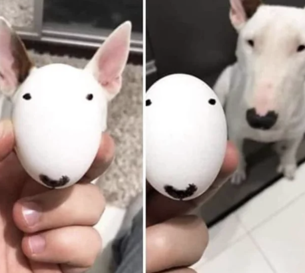 bull terrier memes