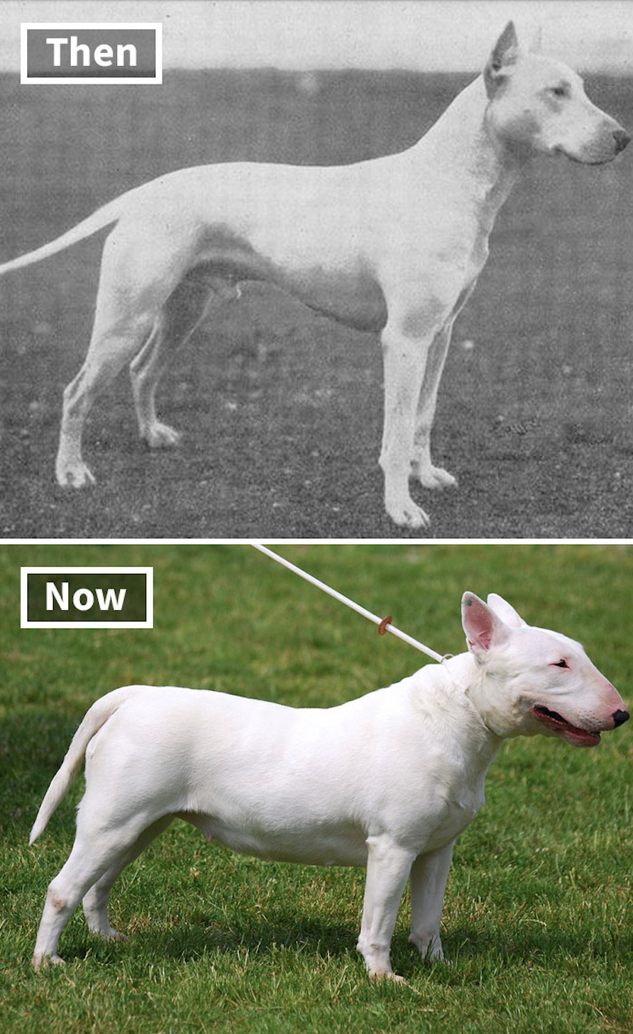 bull terrier 100 years ago - Then Now