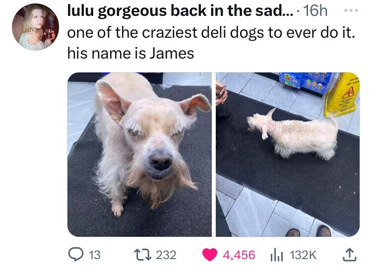 west highland white terrier - lulu gorgeous back in the sad.... 16h one of the craziest deli dogs to ever do it. his name is James 13 17232 4, A