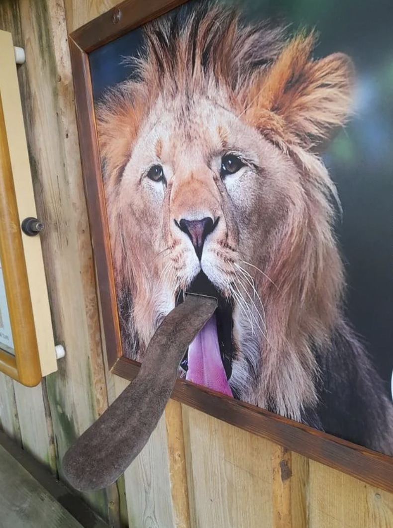 masai lion