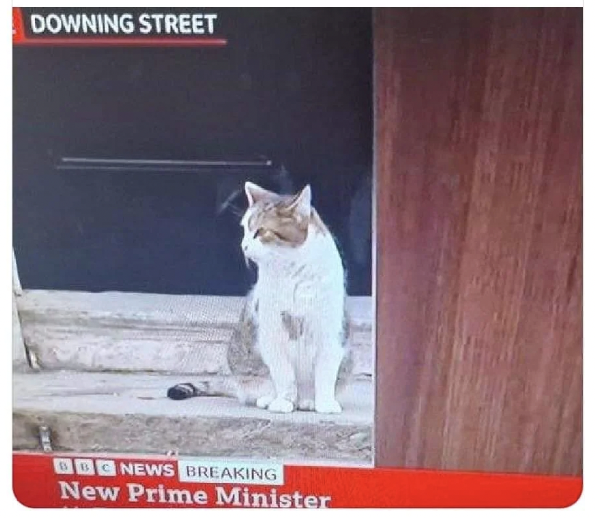 aegean cat - Downing Street Bbc News Breaking New Prime Minister