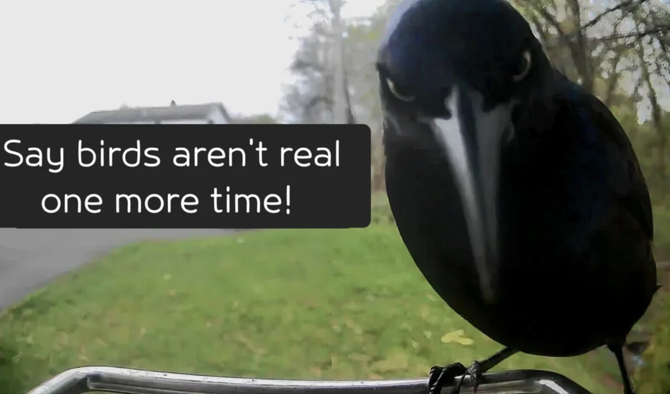 new caledonian crow - Say birds aren't real one more time!