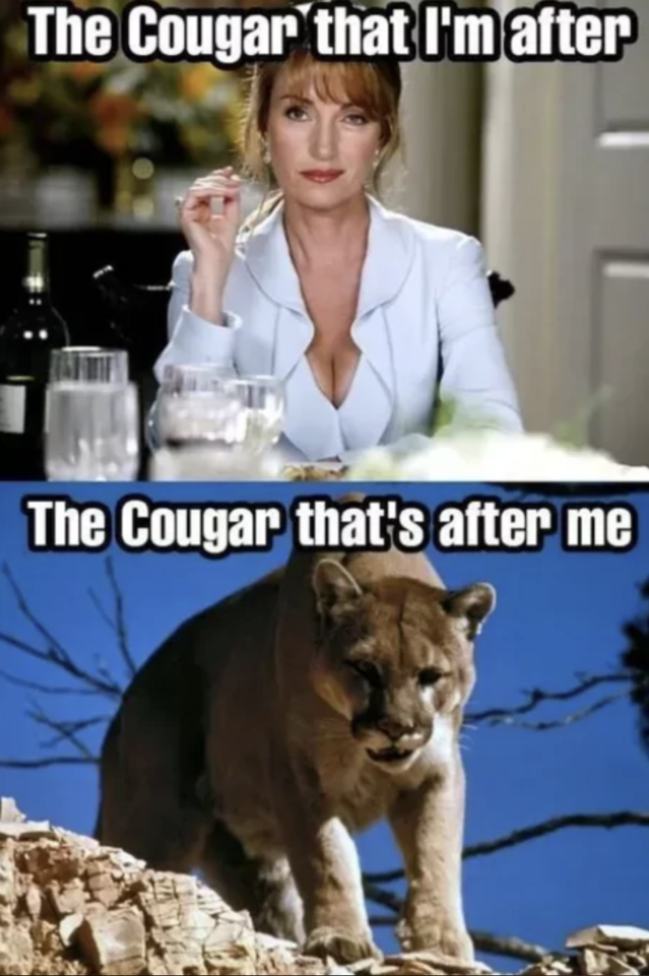 cougar memes funny - The Cougar that I'm after The Cougar that's after me