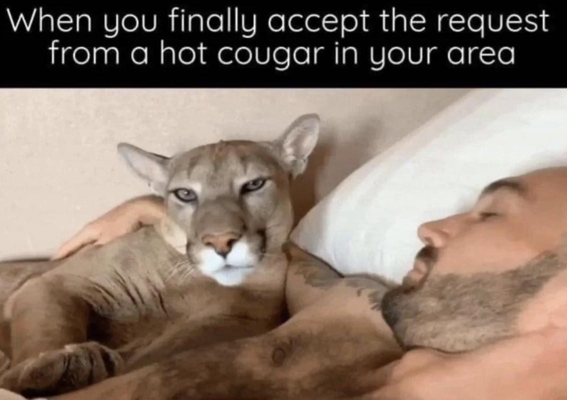 photo caption - When you finally accept the request from a hot cougar in your area
