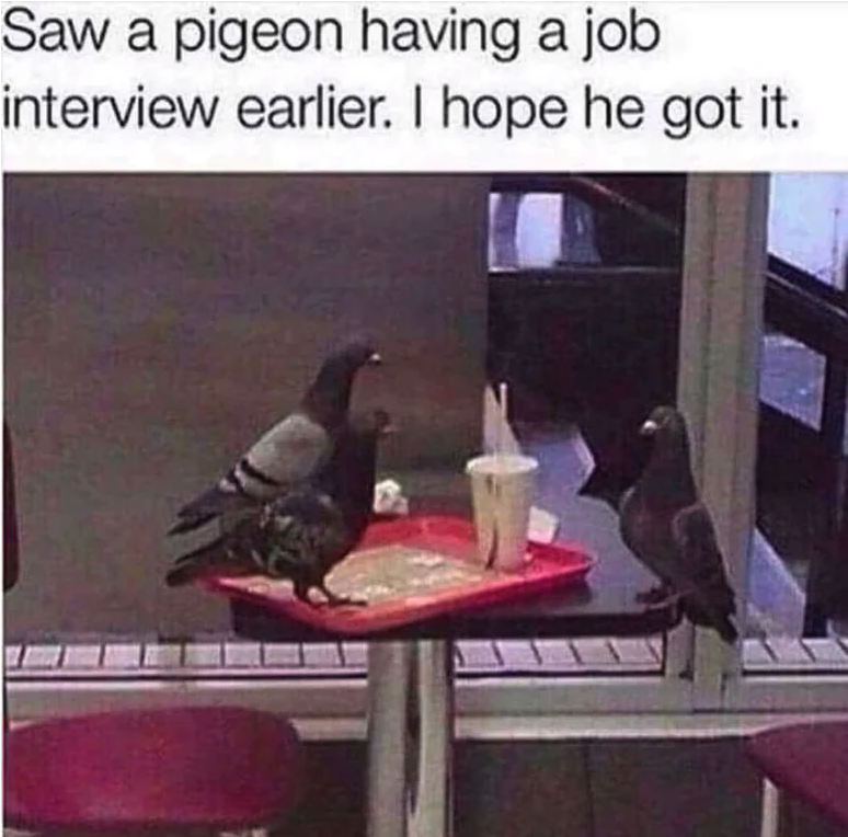 interviewing animals meme - Saw a pigeon having a job interview earlier. I hope he got it.
