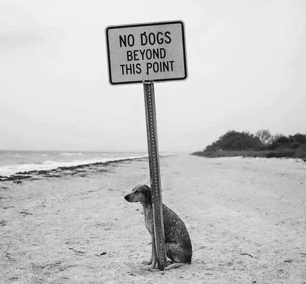 beach - No Dogs Beyond This Point