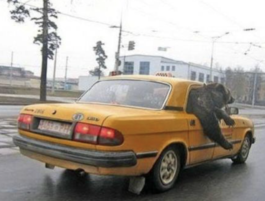 russia bear taxi - www