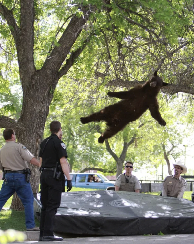tranquilized bear falls out of tree