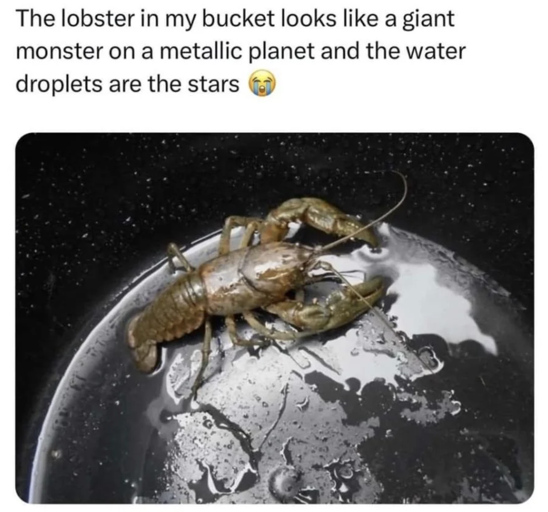 lobster in bucket illusion - The lobster in my bucket looks a giant monster on a metallic planet and the water droplets are the stars