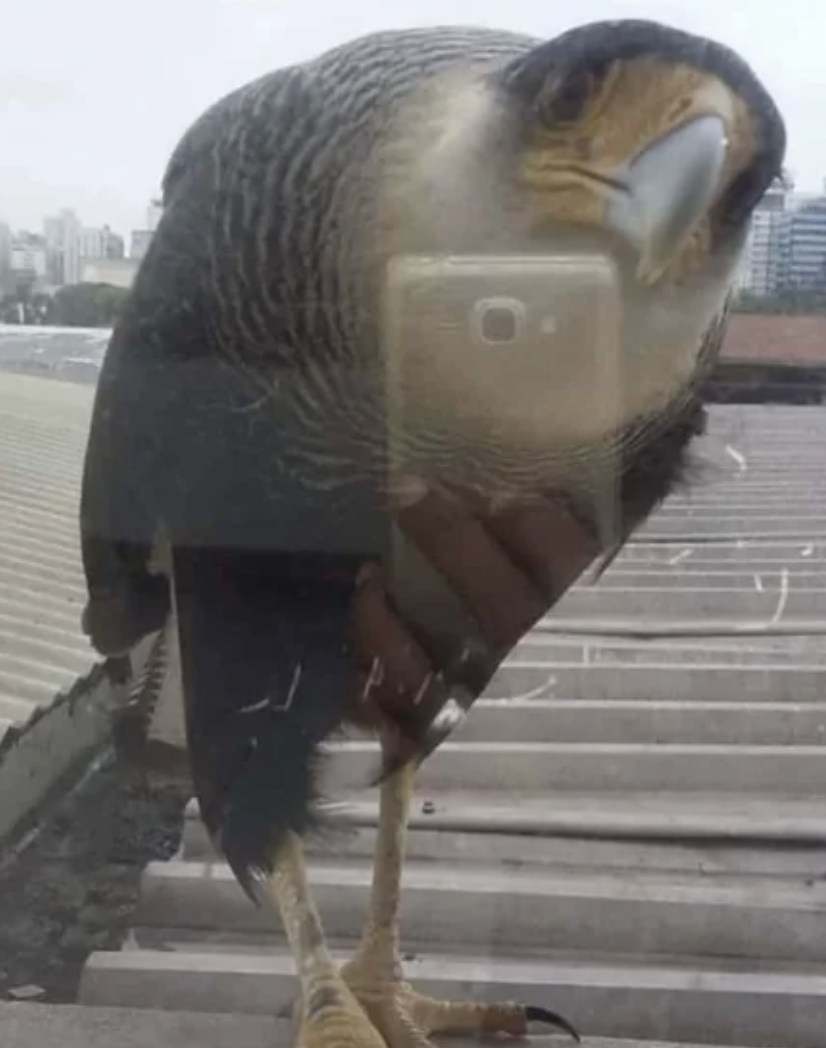 bird taking a selfie