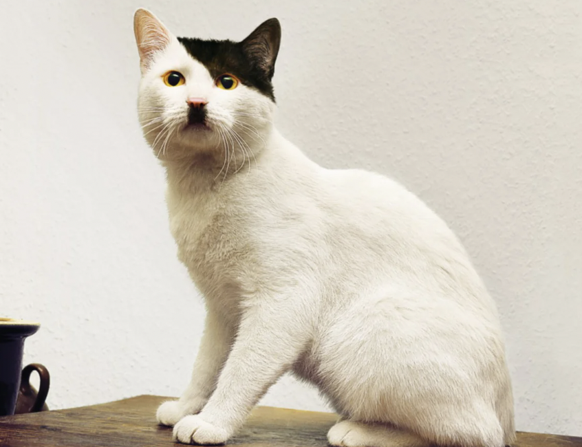 cats that look like hitler