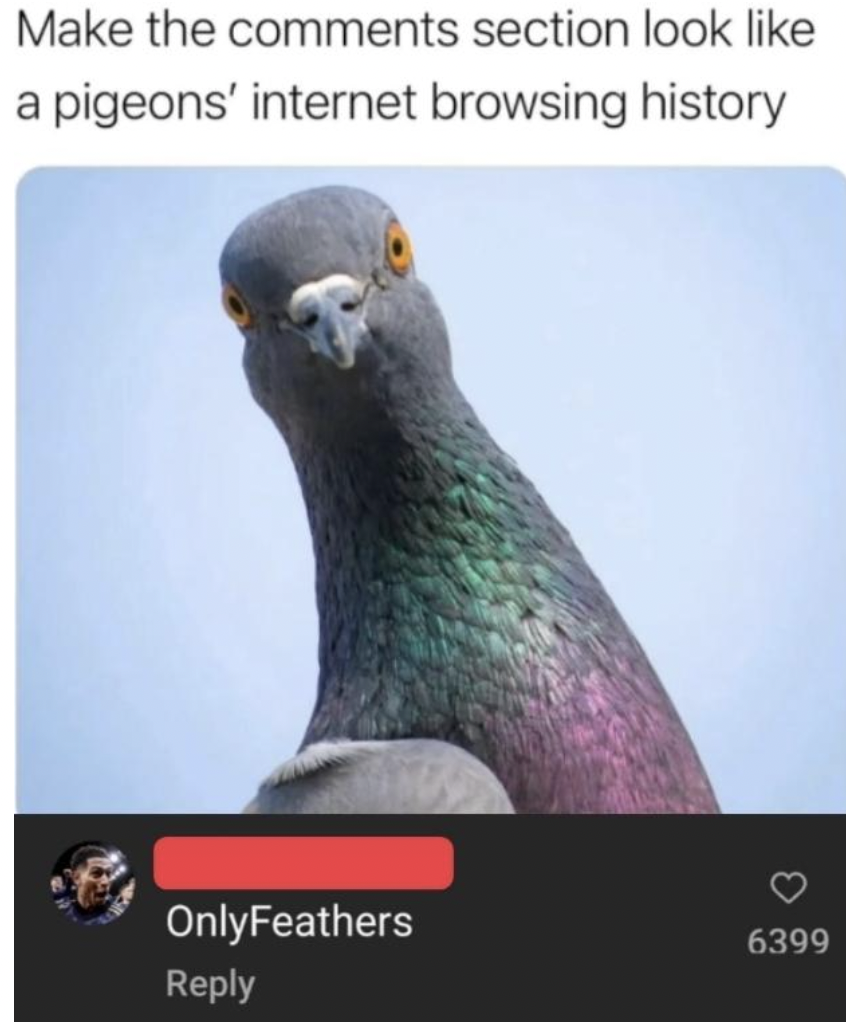 pigeon quotes - Make the section look a pigeons' internet browsing history OnlyFeathers 6399
