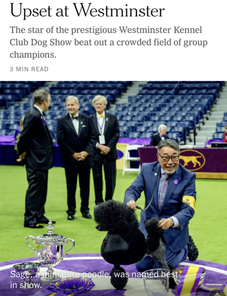 toy poodle - Upset at Westminster The star of the prestigious Westminster Kennel Club Dog Show beat out a crowded field of group champions. 3 Min Read Sage, amiature poodle was named best? in show.