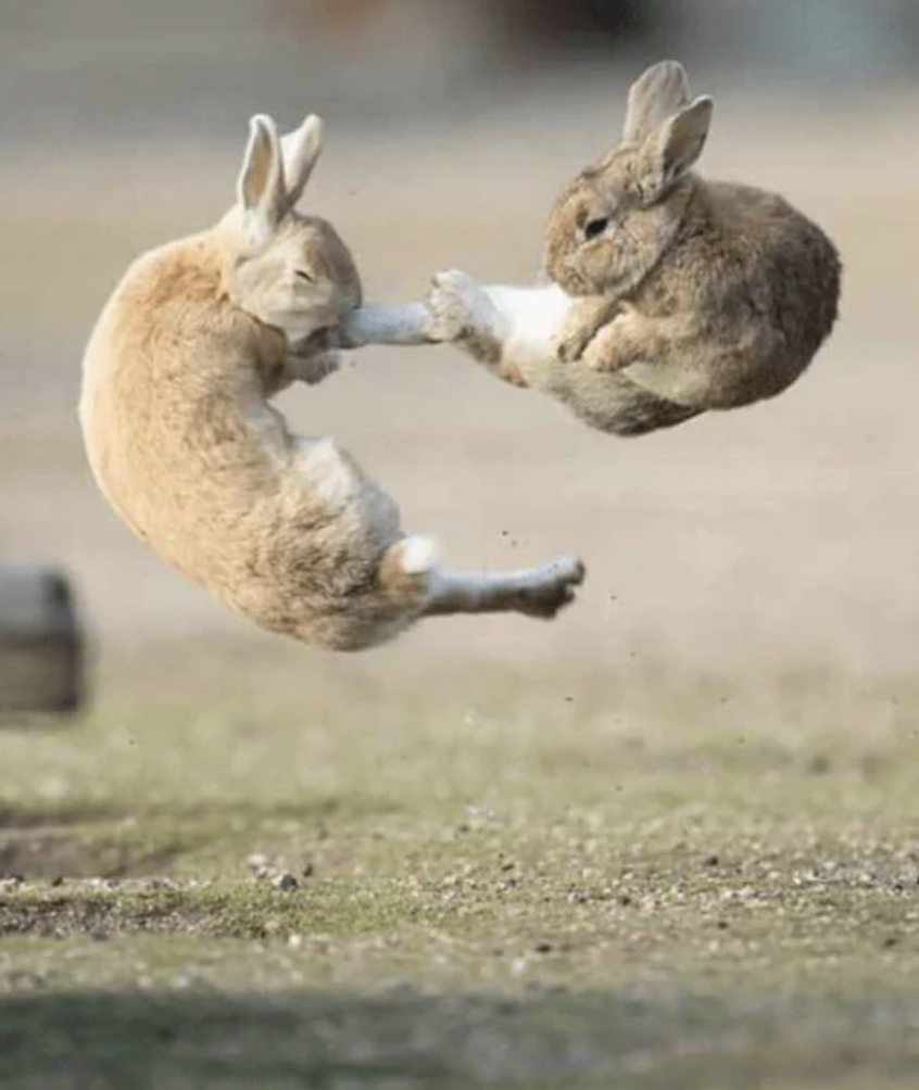 bunny kung fu fighting