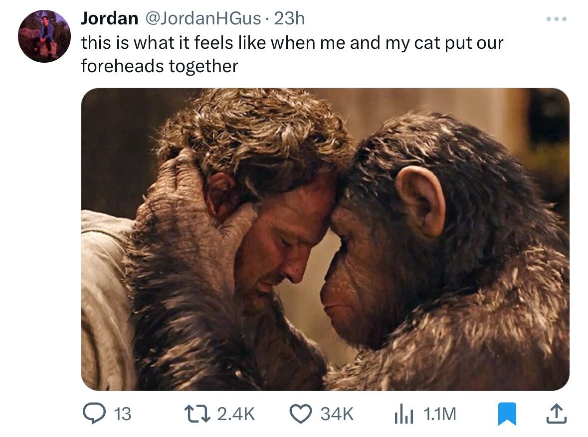 dawn of the planet of the apes - Jordan HGus 23h this is what it feels when me and my cat put our foreheads together 13 34K ili 1.1M